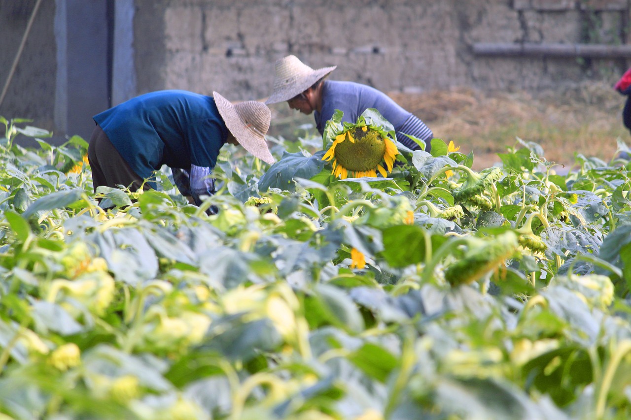 10月深圳二手房累计网签已超5000套，新房交易量达到“繁荣线”水平